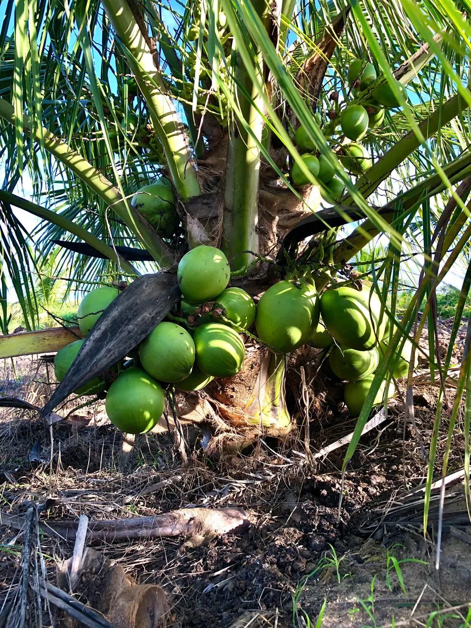 Mudas de coco anão legítimo - Foto 3