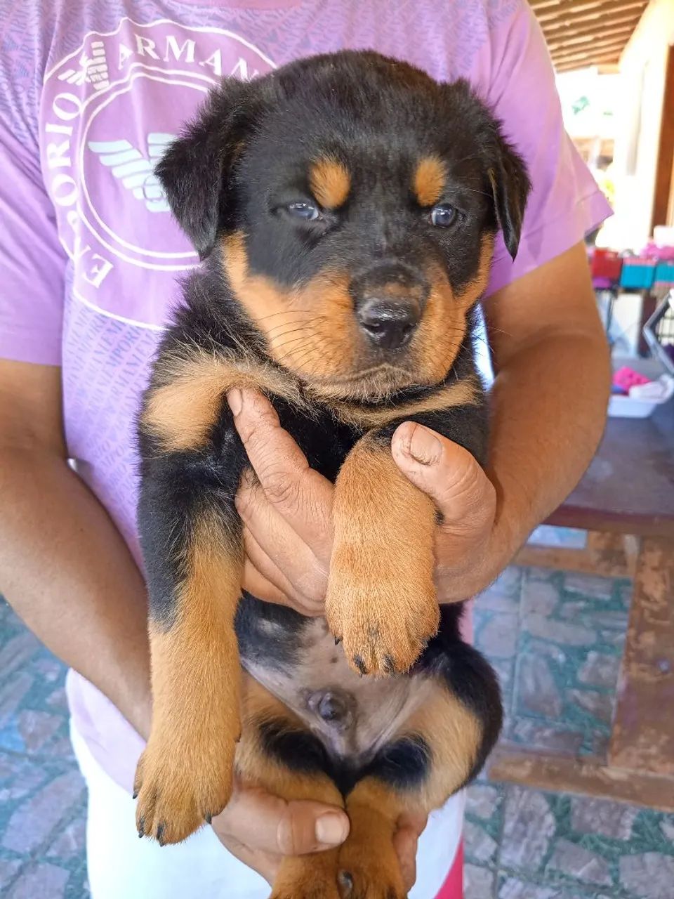 Filhotes de rottweiler  - Foto 4