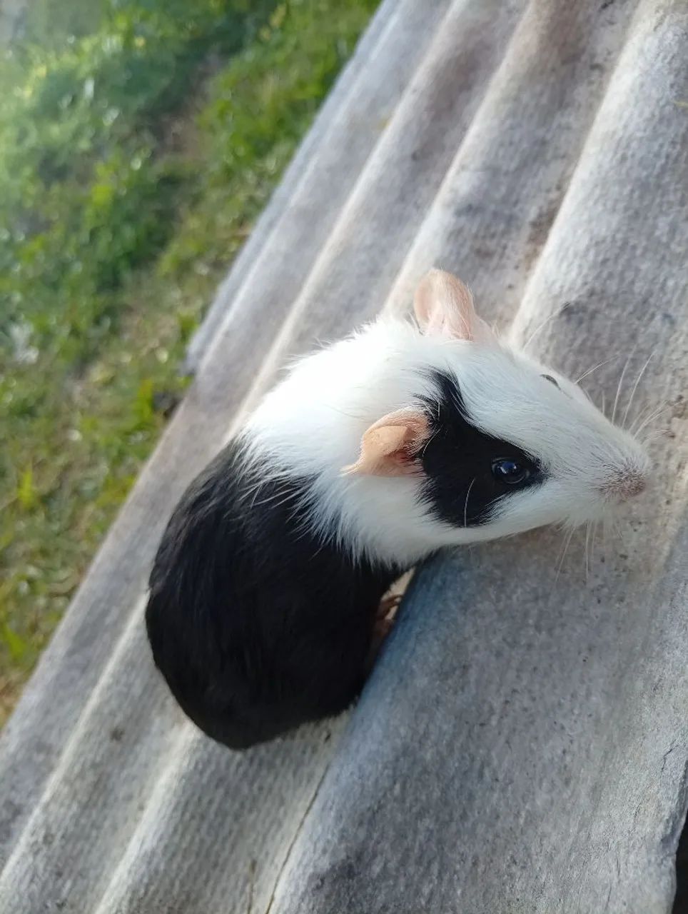 Porquinho Da índia  - Foto 4