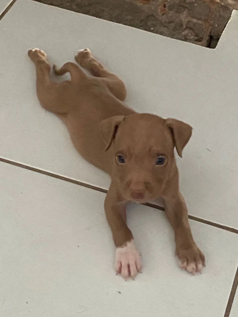 Vendo Pitbull - Foto 3