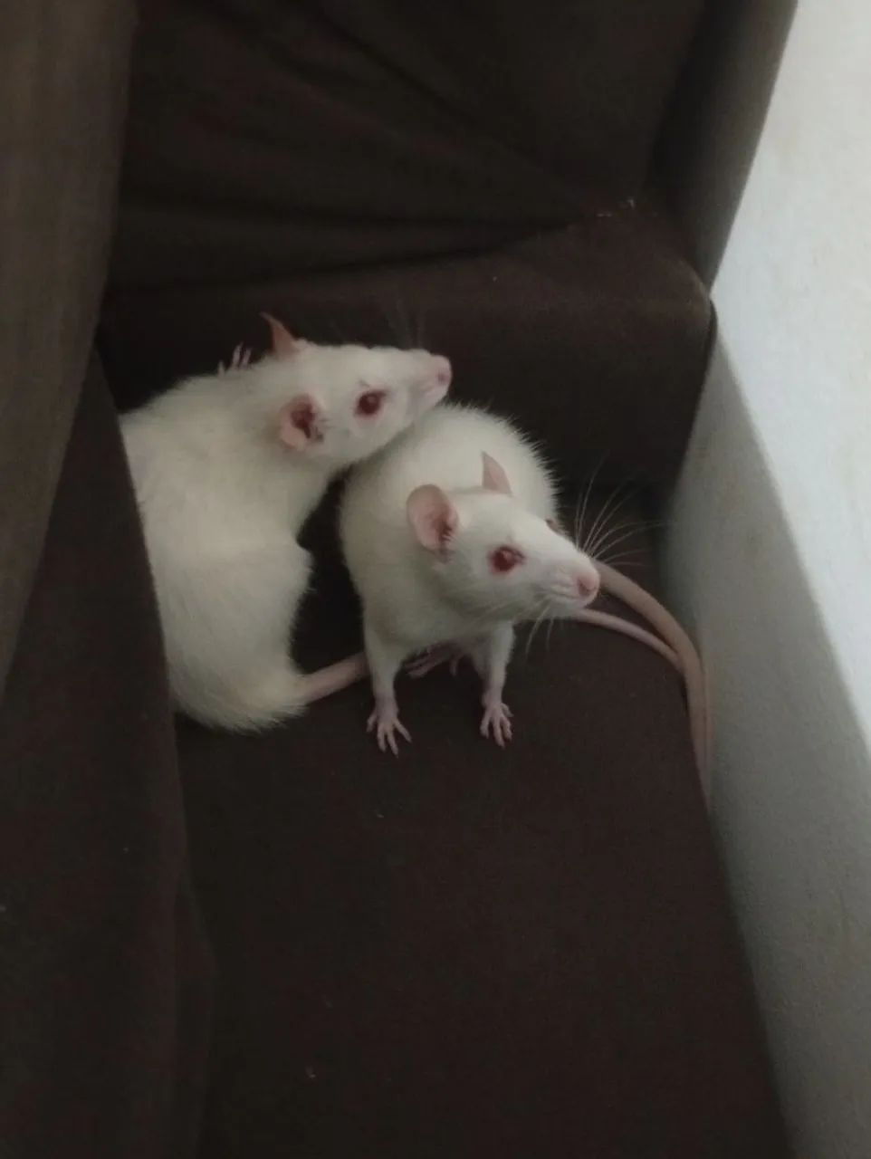 Ratos Twisters  - Foto 5