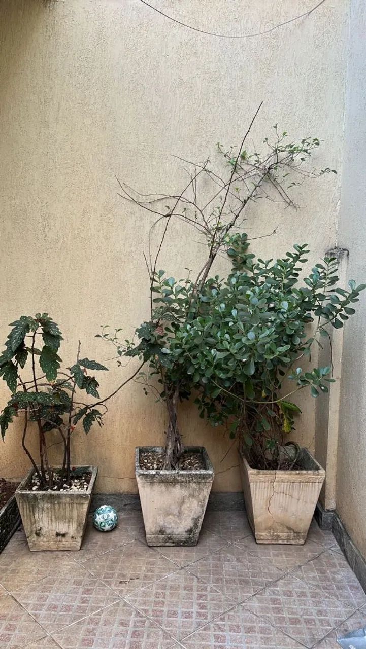 Vasos de planta  - Foto 3