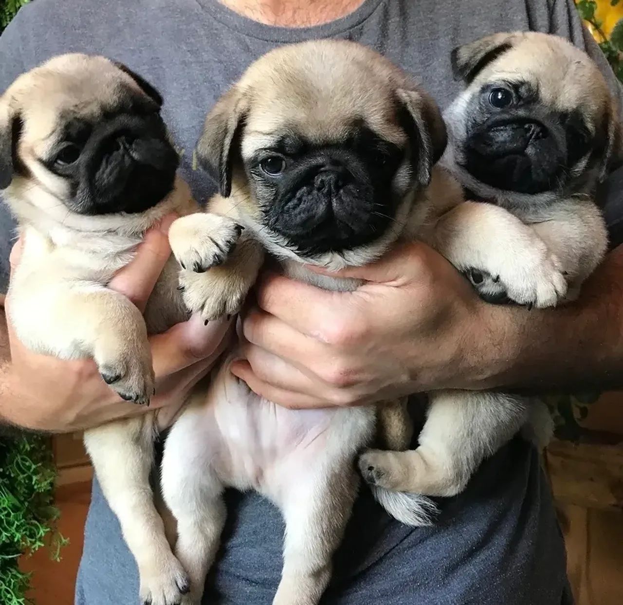 Pug mini