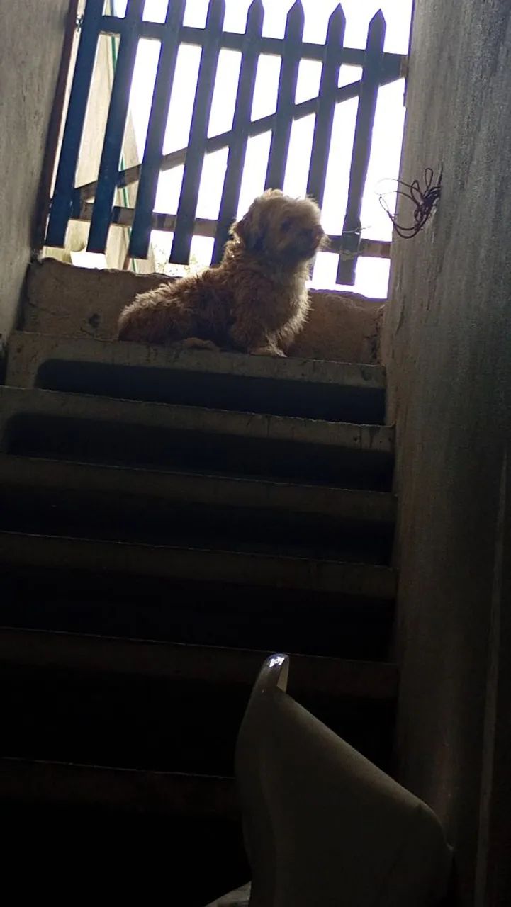 Vendo um ilhasa Apso  - Foto 2