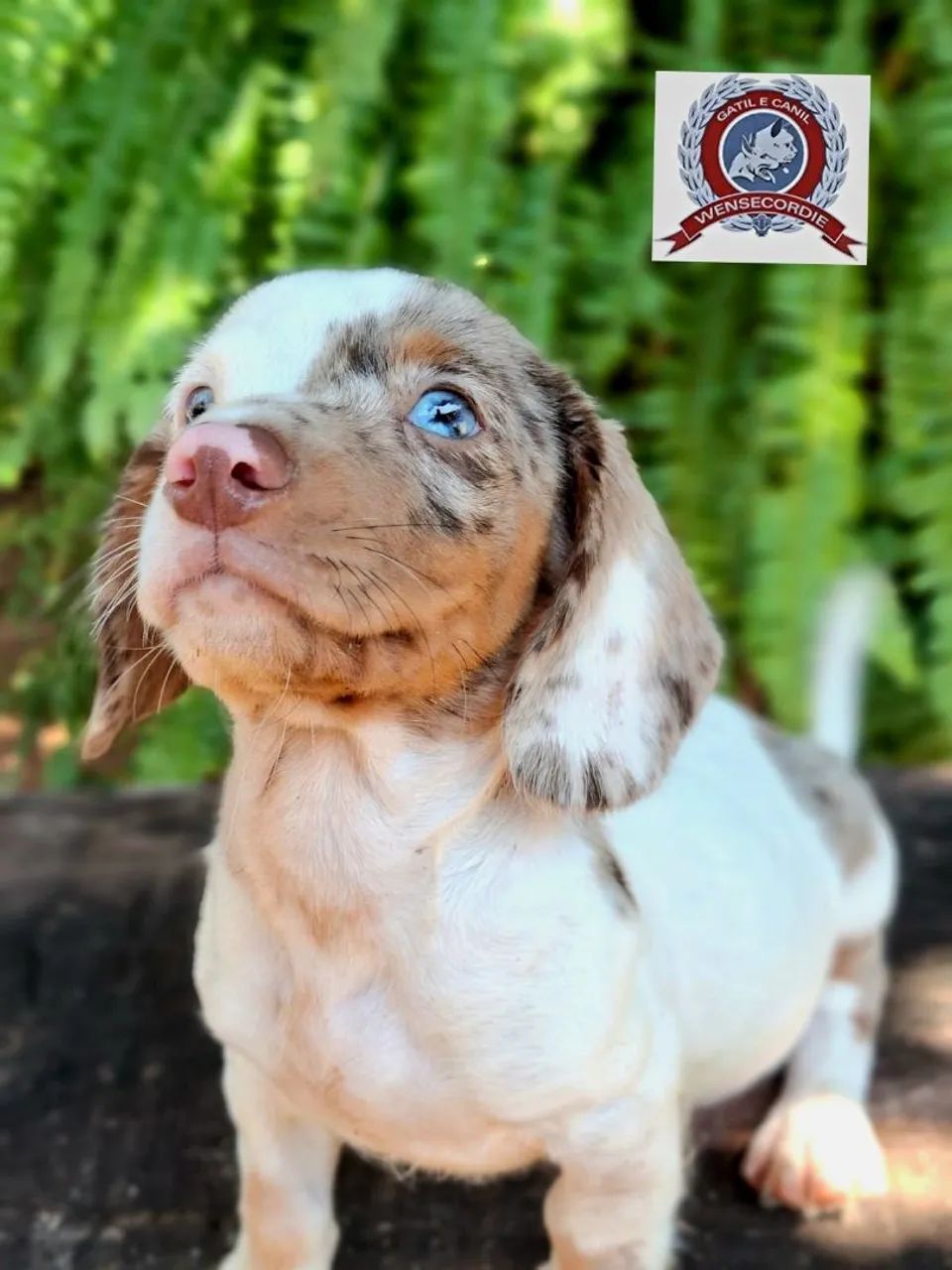 Filhote Dachshund macho - Foto 3