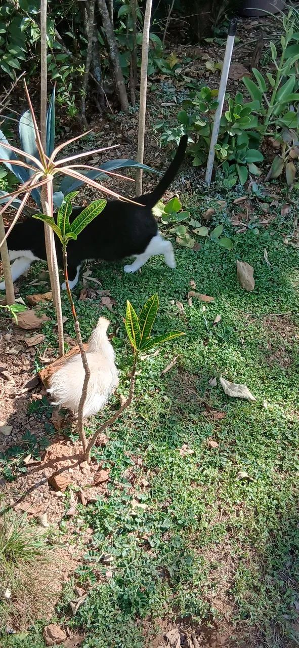 Galinhas Sedosas do Japao - Foto 5