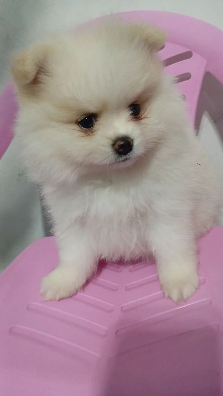 Spitz alemão