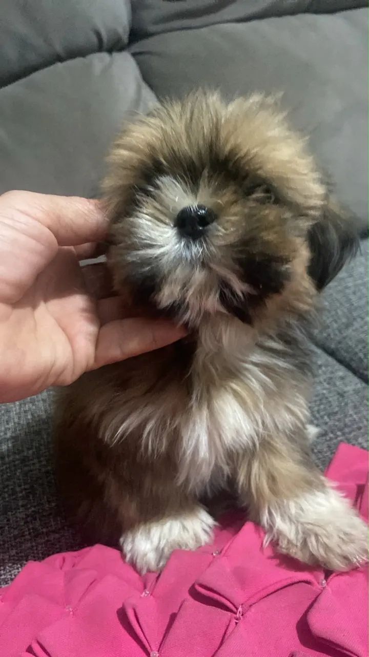 Vendo lhasa Apso macho  - Foto 2