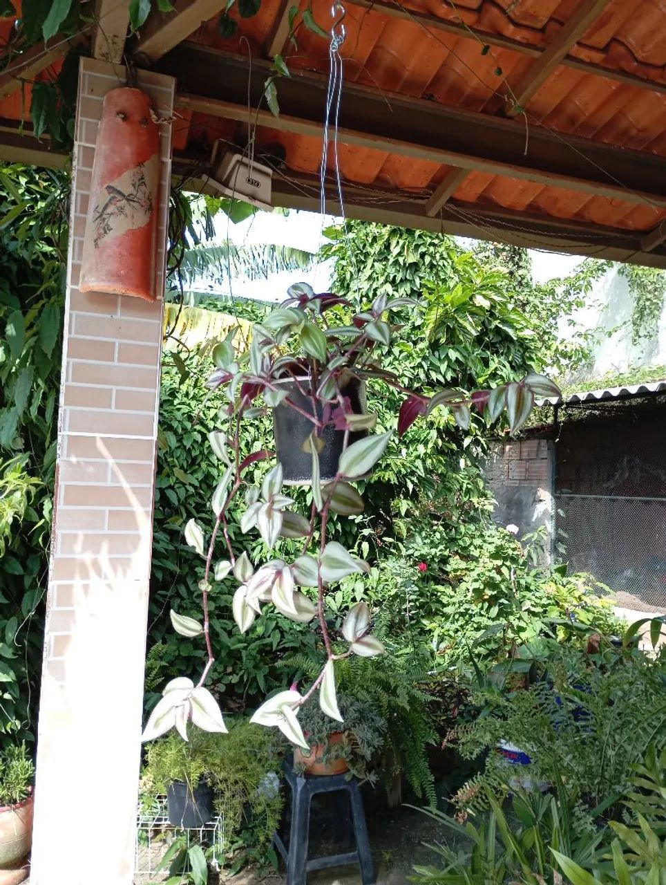 Plantas e sementes  - Foto 2
