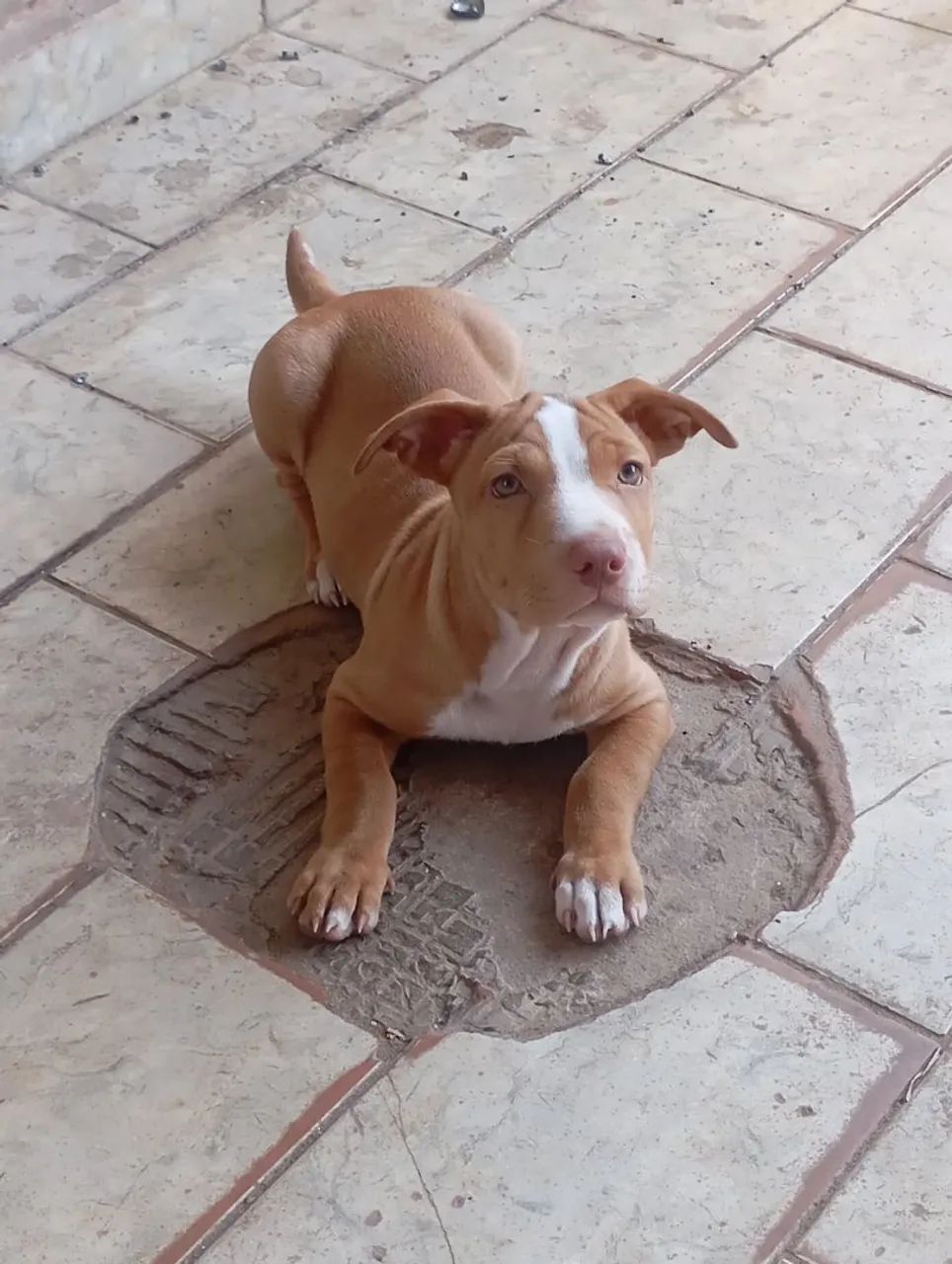 Filhote de Pitbull femia  - Foto 3