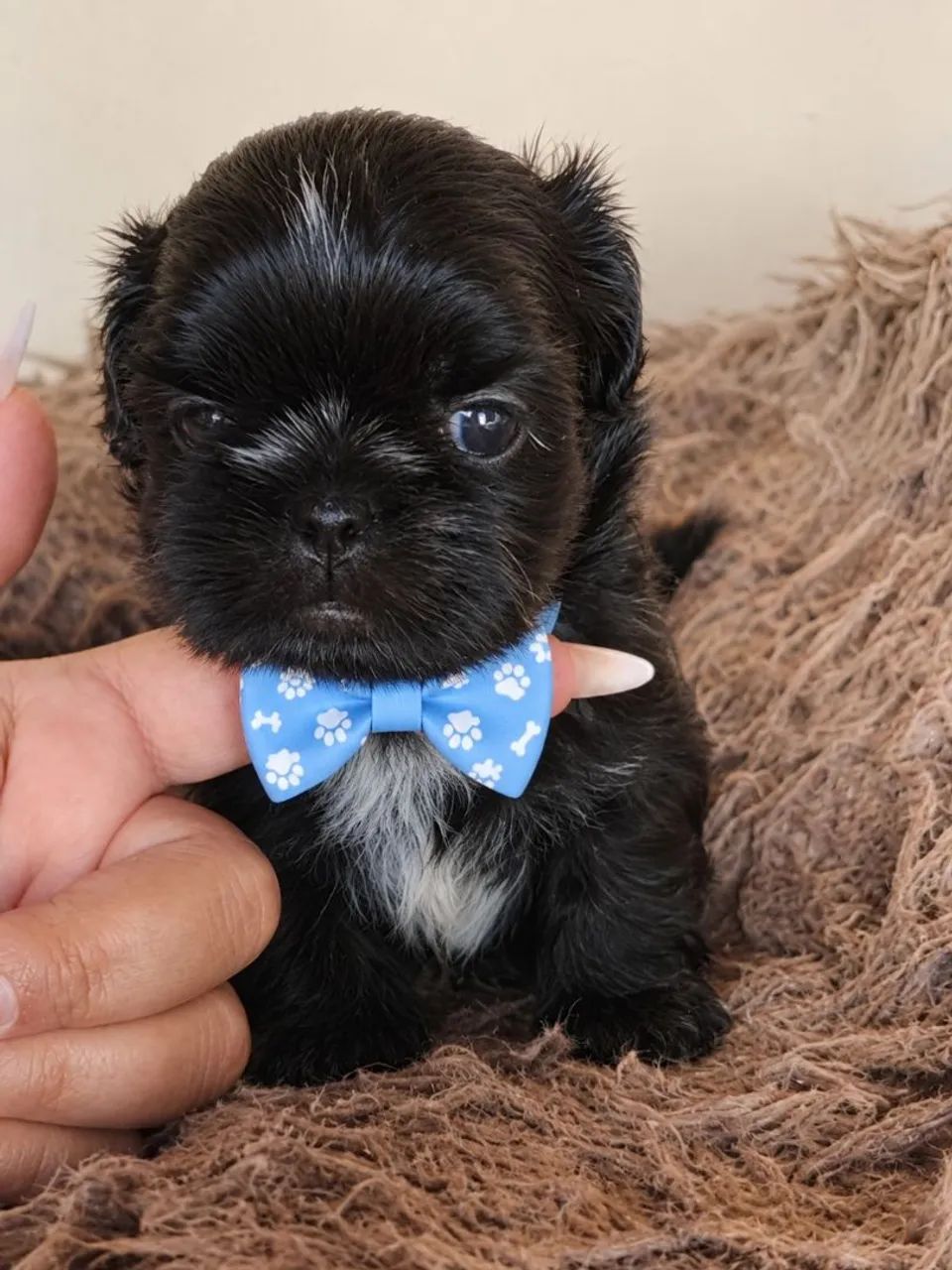 Mini shitzu (MACHO) - Foto 2