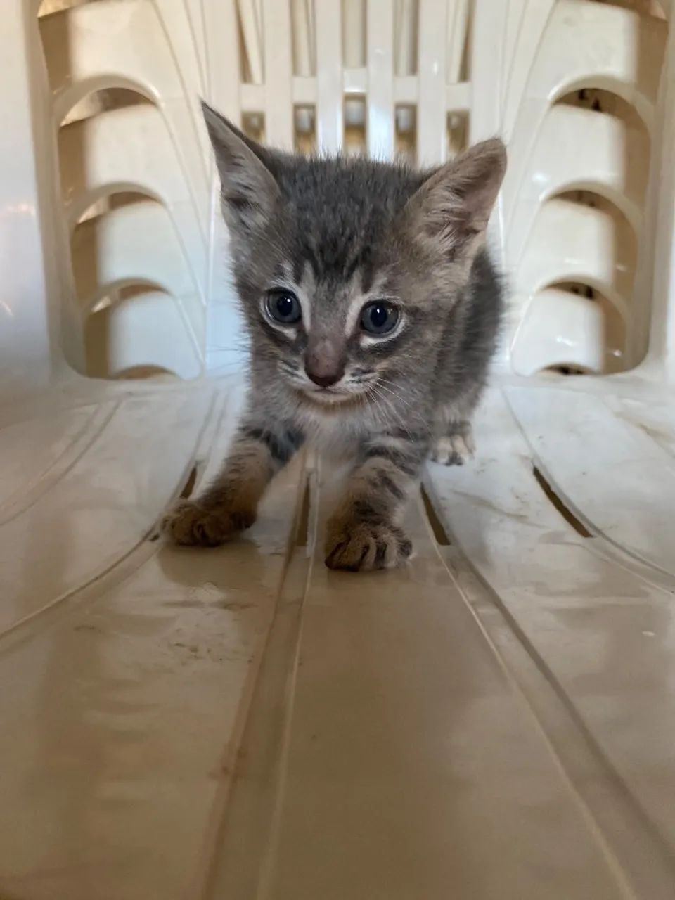 Gatos para adoção  - Foto 3