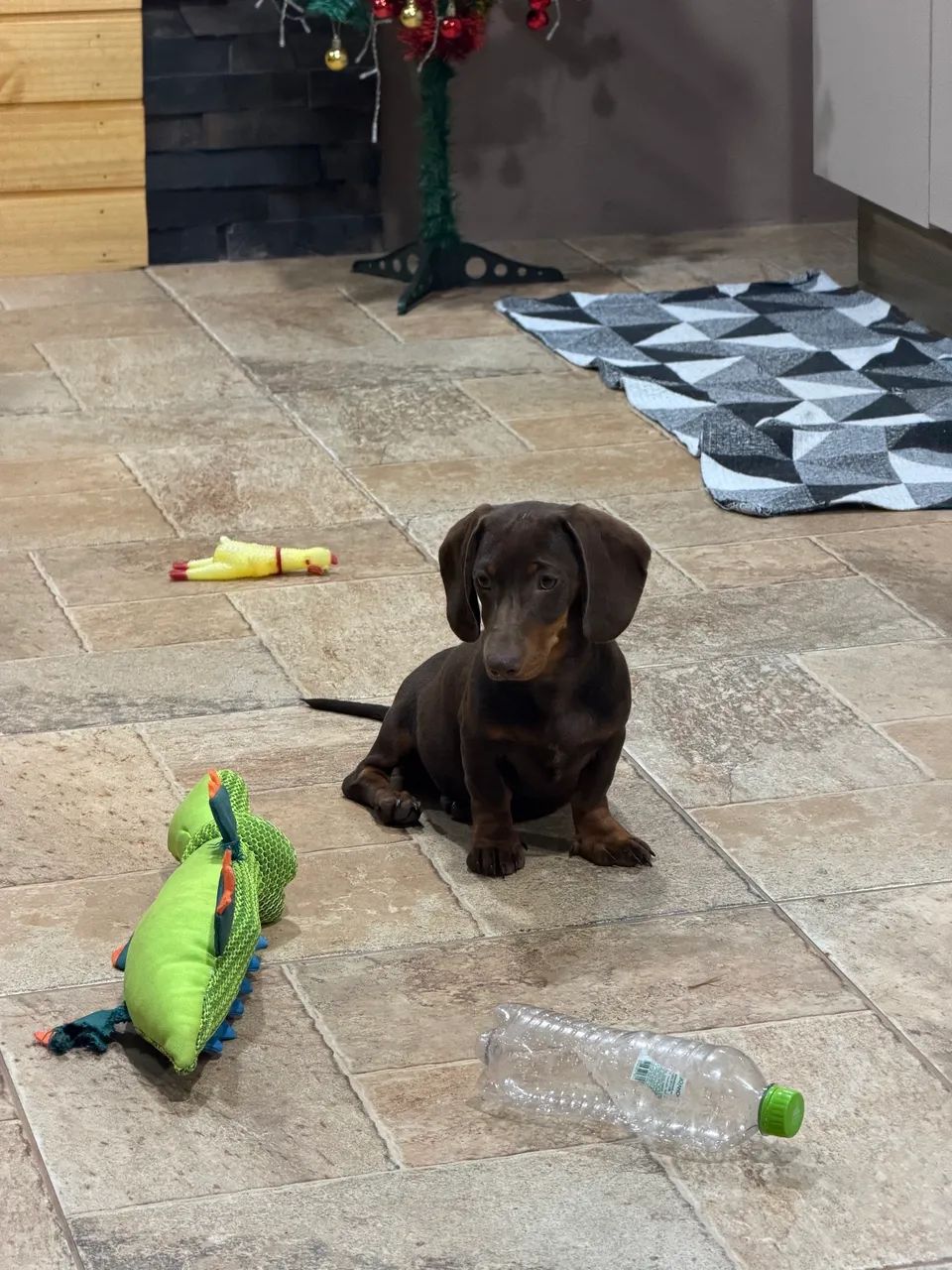 Dachshund chocolate de barbada - Foto 4