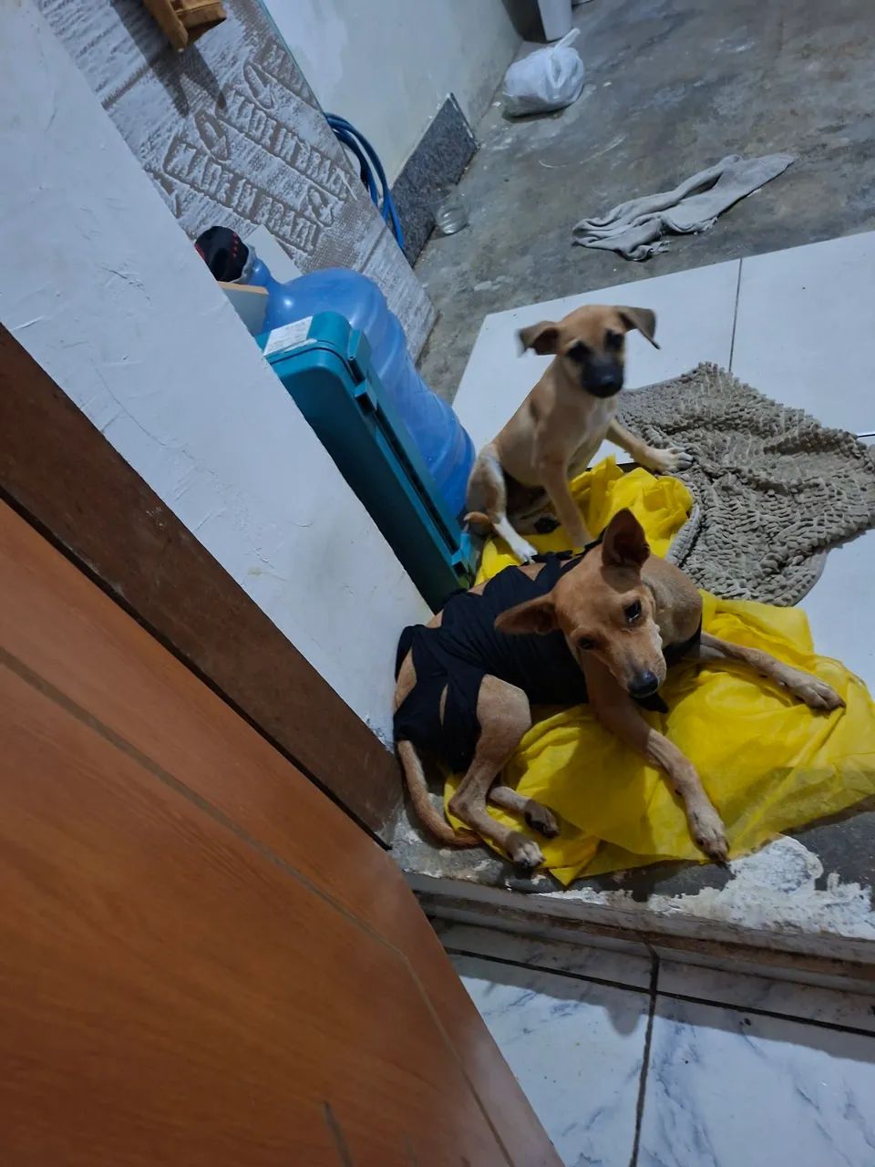 Animais 