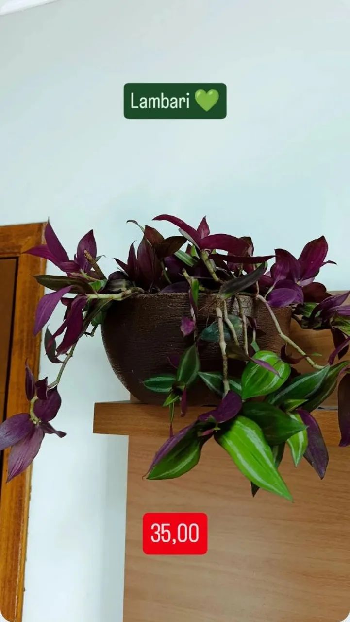 Vasos de planta completos  - Foto 4
