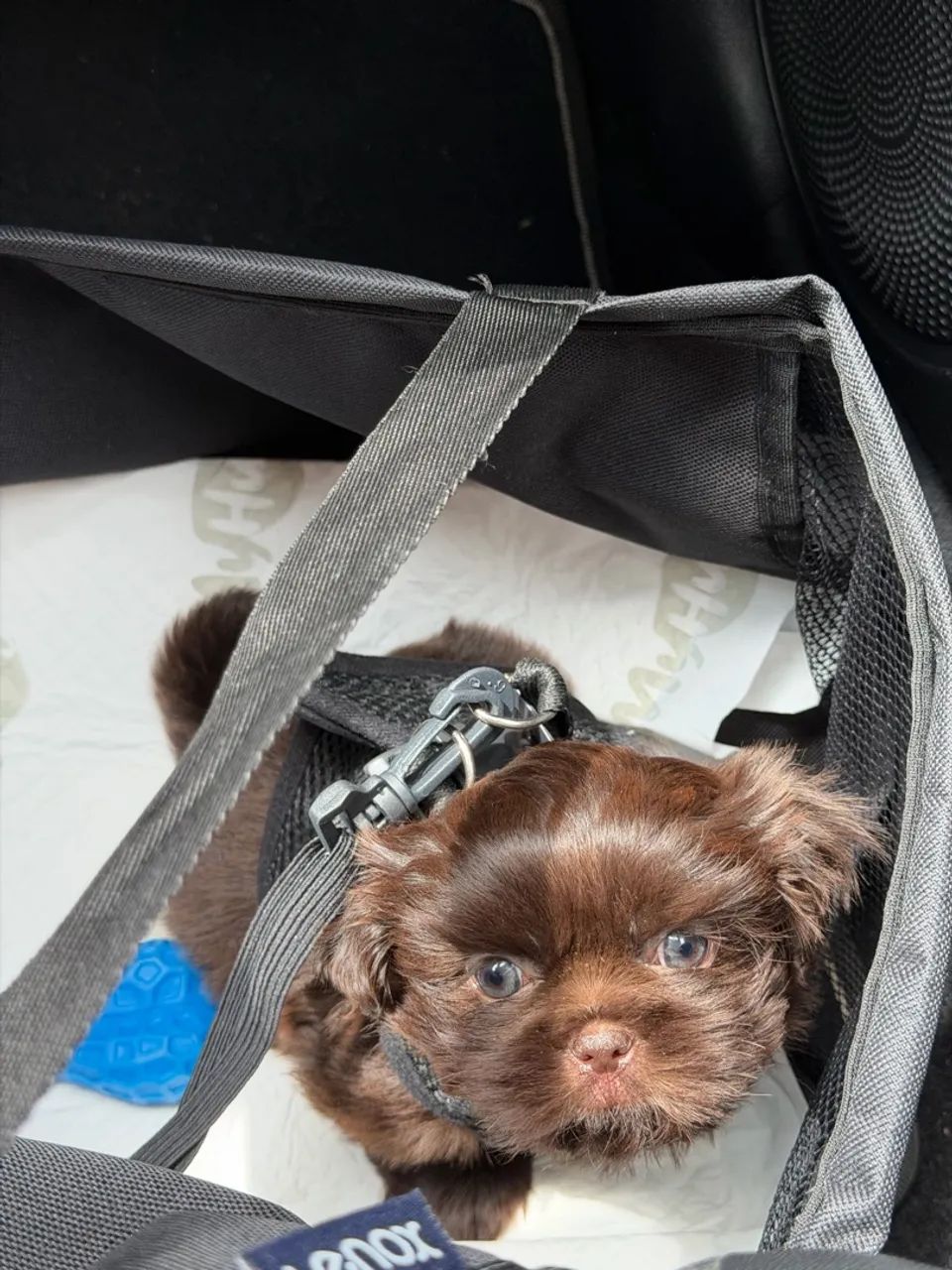 Cachorro Shihtzu - Foto 4