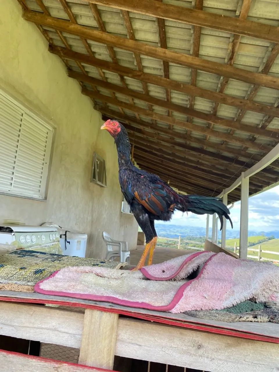 Vendo frango índio  - Foto 5
