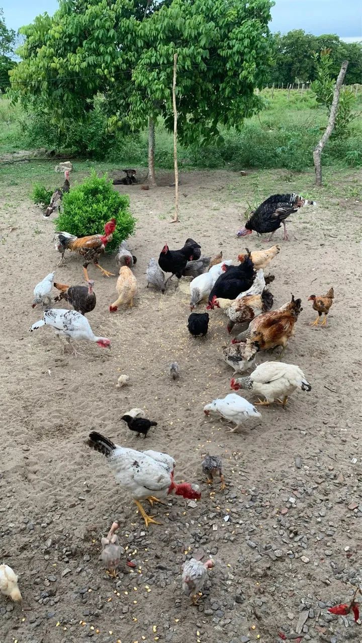 VENDE- SE GALINHA CAIPIRA 
