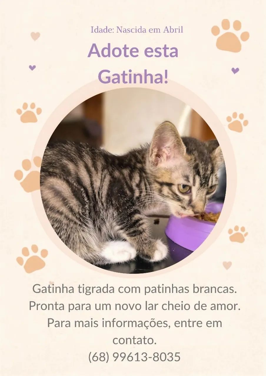 Gatinhos para adoção 