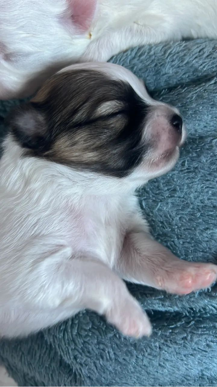 Cachorro  - Foto 3