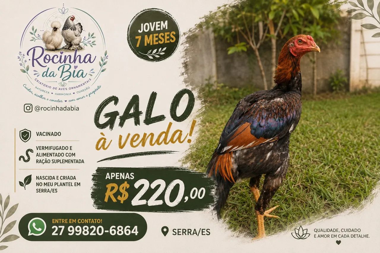 Galo 
