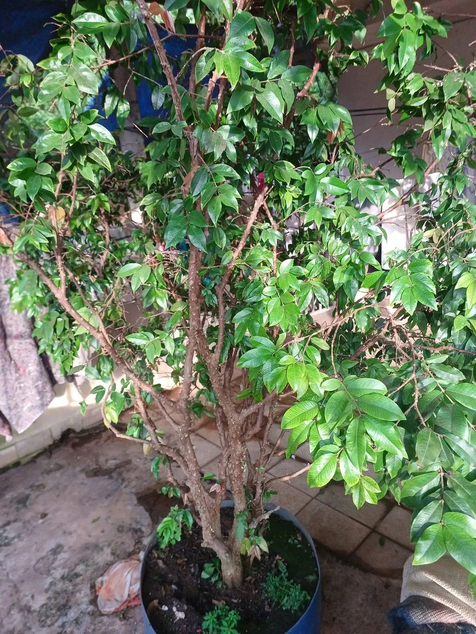 Pé de jaboticaba produzindo  - Foto 5
