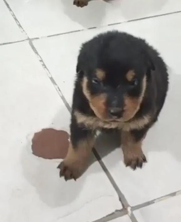 Filhotes de Rottweiler Cabeçudos  - Foto 2