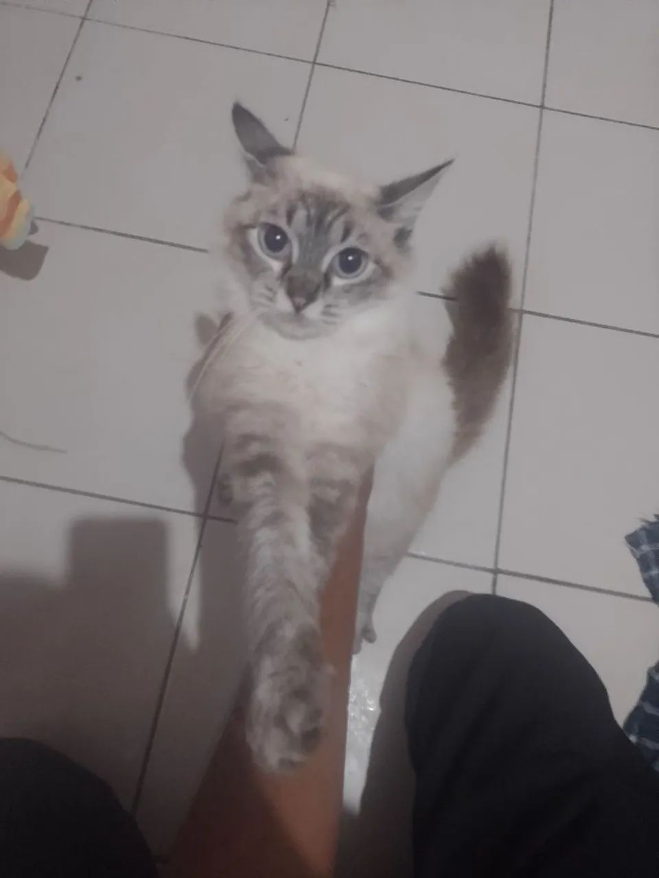 Adoção de gatos - Foto 3