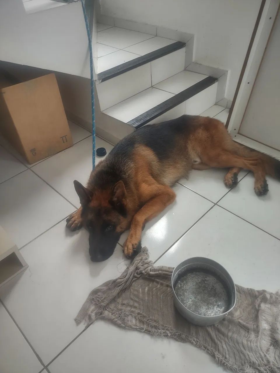 Acasalamento de cães pastor alemão. - Foto 3