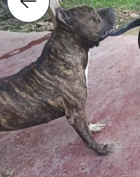 Animais de estimação  - Foto 3