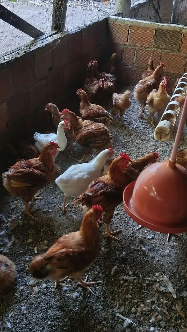 Frangos caipira prontos para abate 