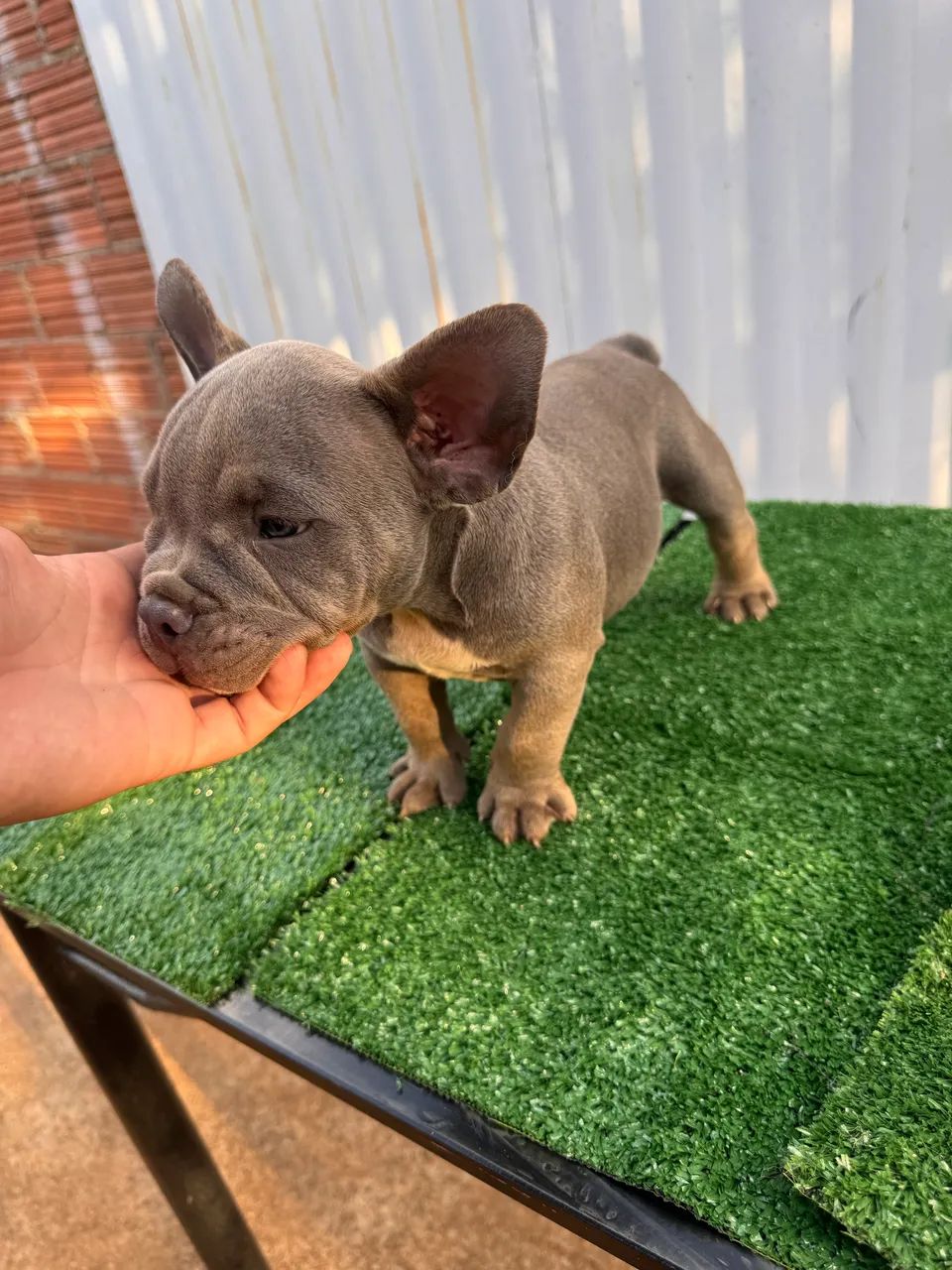 American Bully Exótico - Foto 4