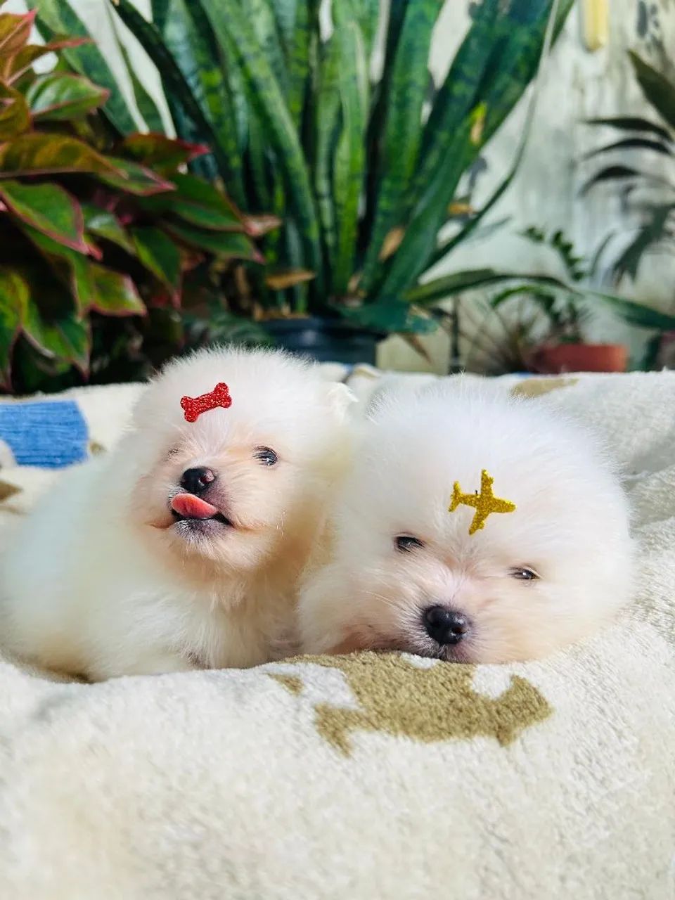 Spitz-alemão-anão Lulu Da disponíveis, trabalhamos com todas as raças  - Foto 3
