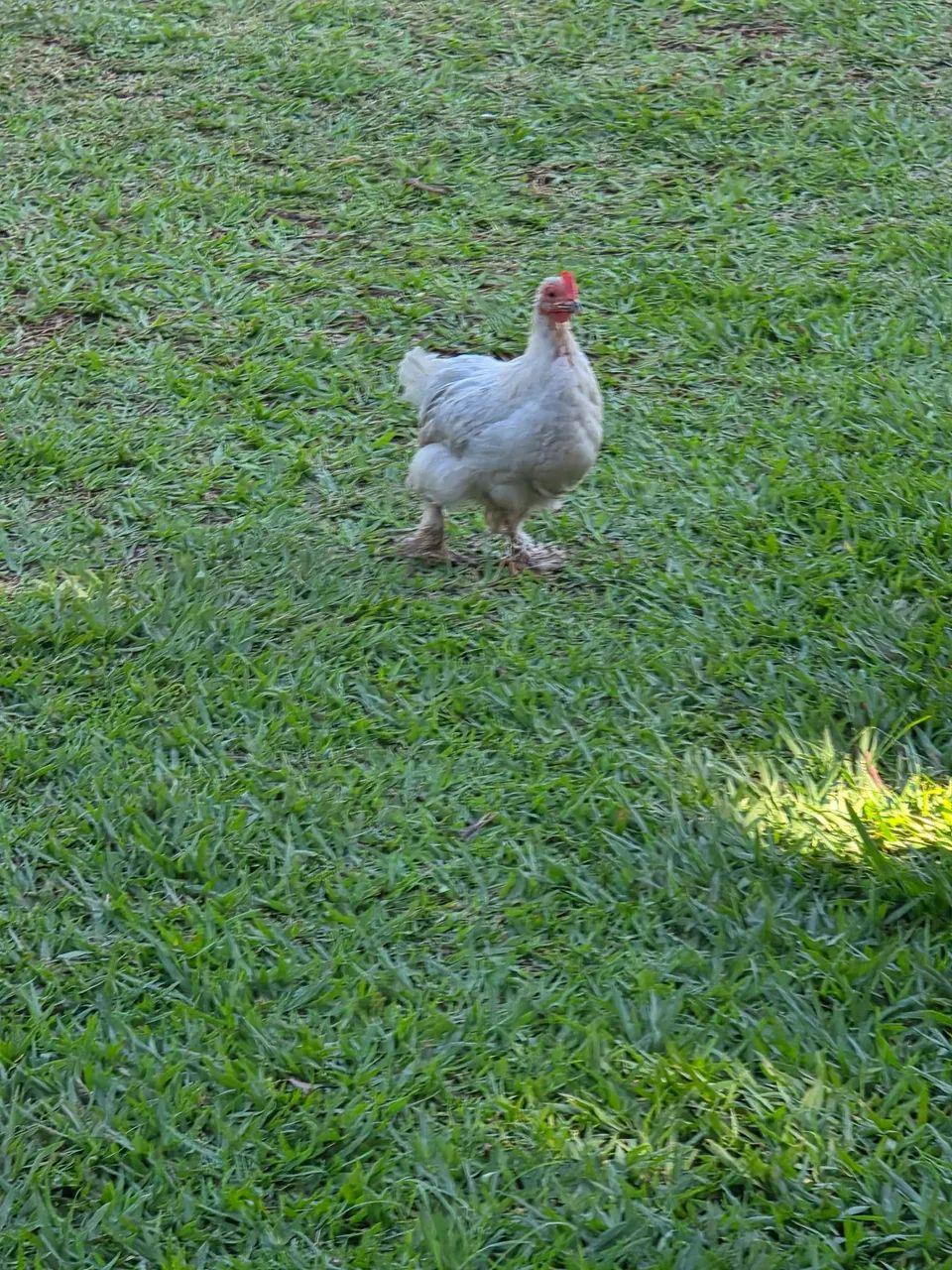 Mini Cochim - Foto 4