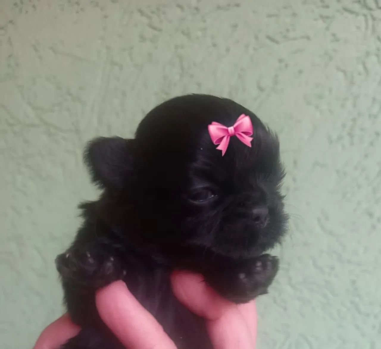 FEMEAS DE SHIH TZU  - Foto 2