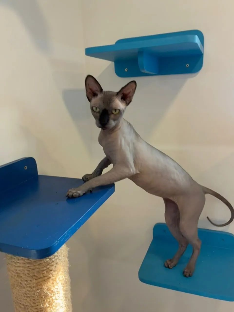 Gato Sphynx (gato sem pelo) - Foto 6