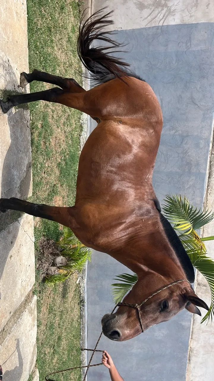 Égua  - Foto 4