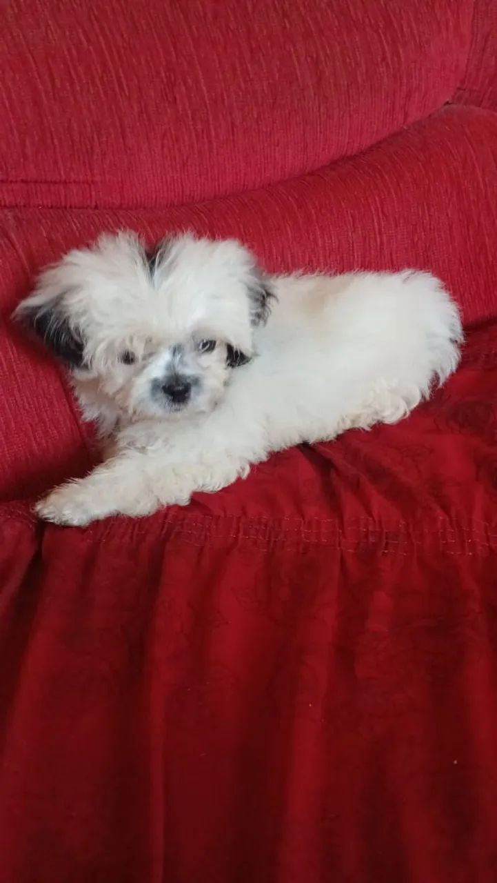 Shiatsu  - Foto 4