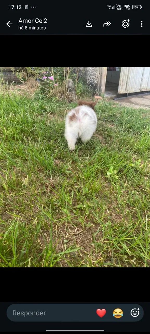 Spitz alemão anão  - Foto 3