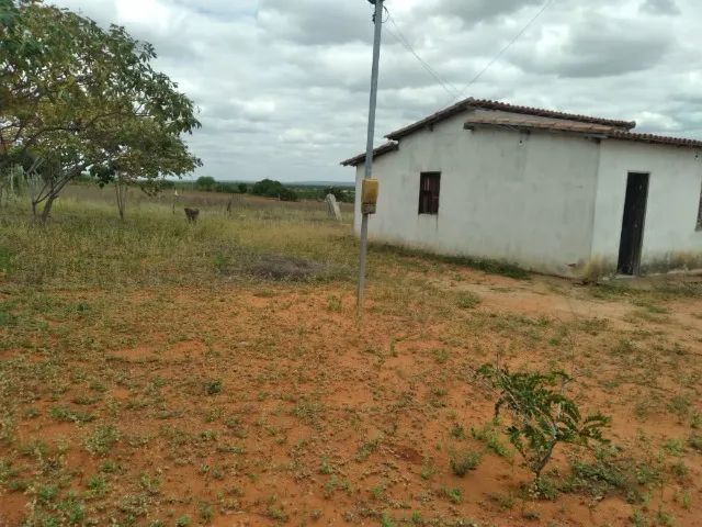 Roça de 5 tarefas com casa em Araci - Foto 3