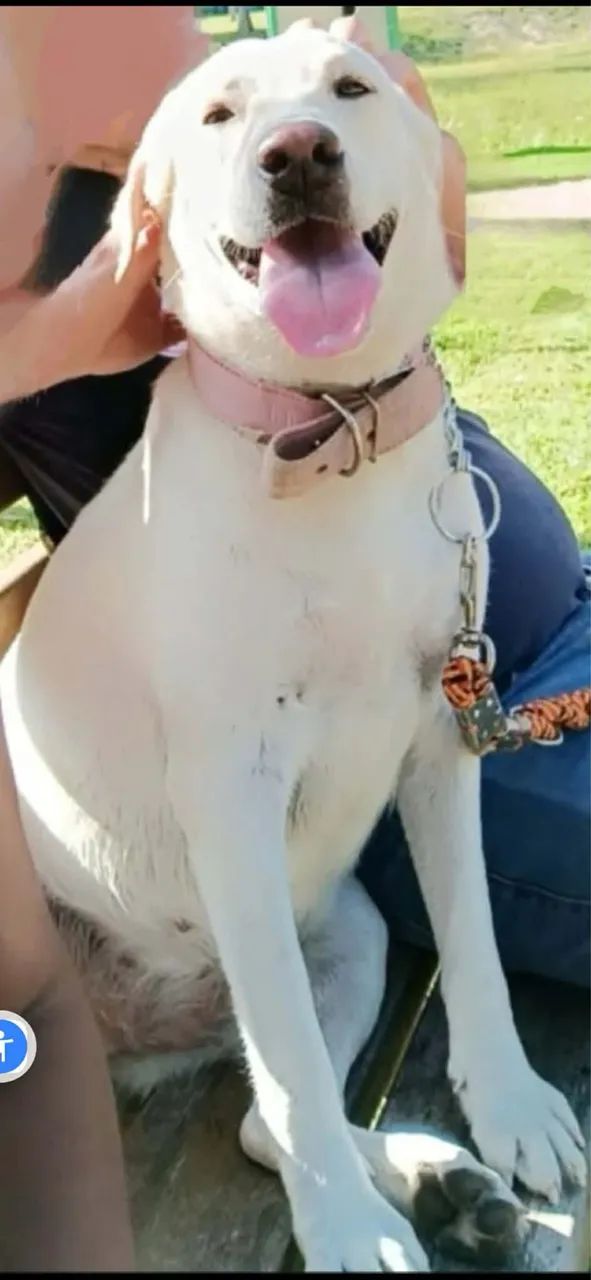 Filhotes de Labrador  - Foto 3