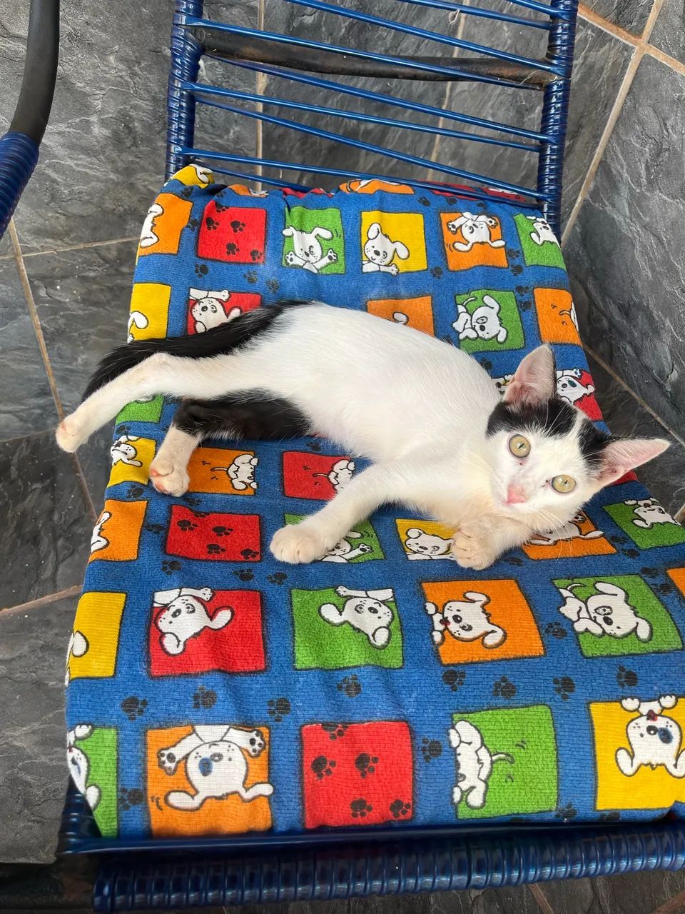 Doação de gatinha  - Foto 5