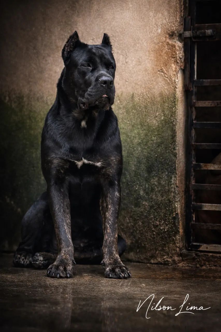 Cane Corso italiano 