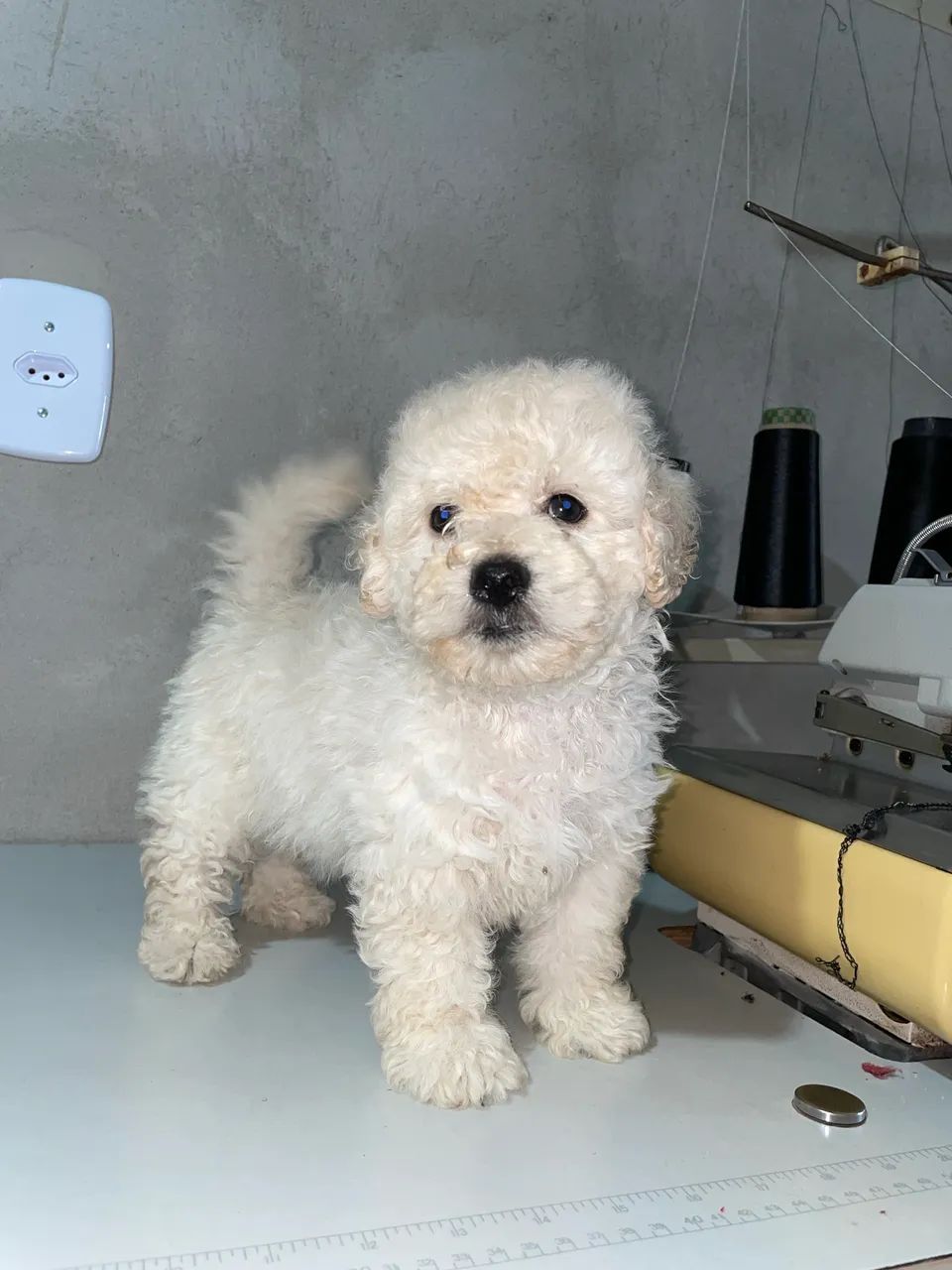 Poodle Macho 