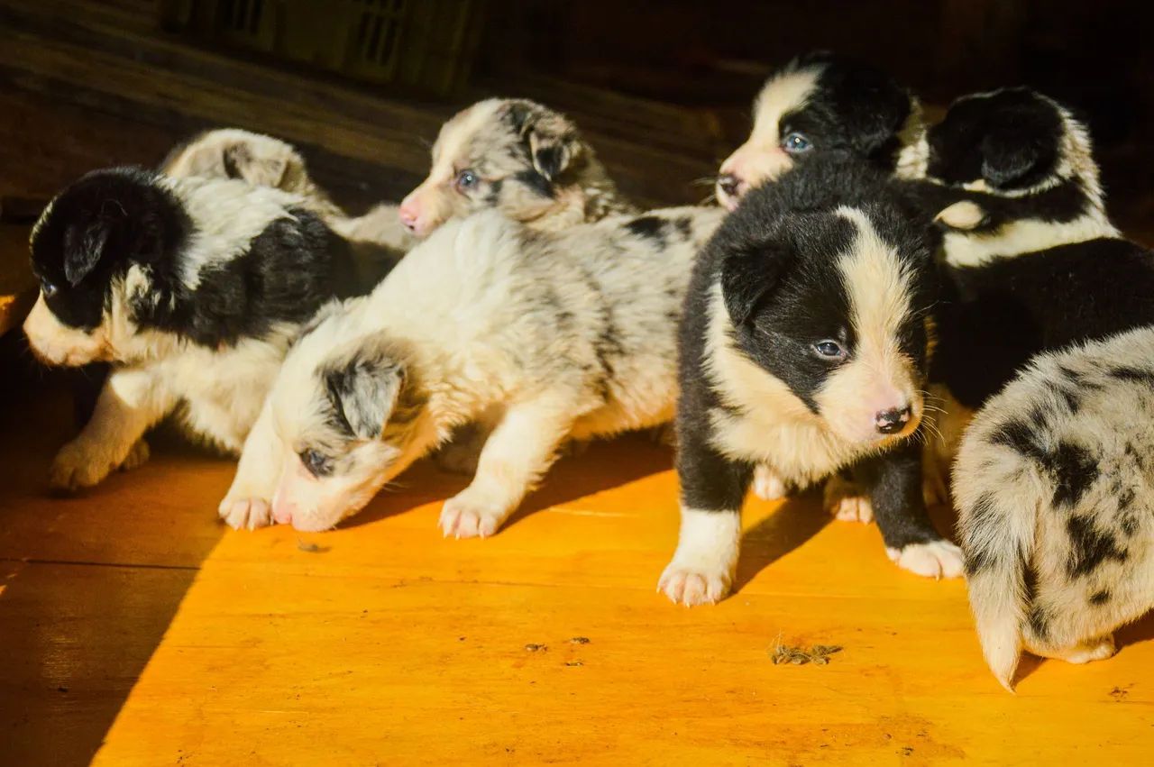Filhotes de border collie  - Foto 4