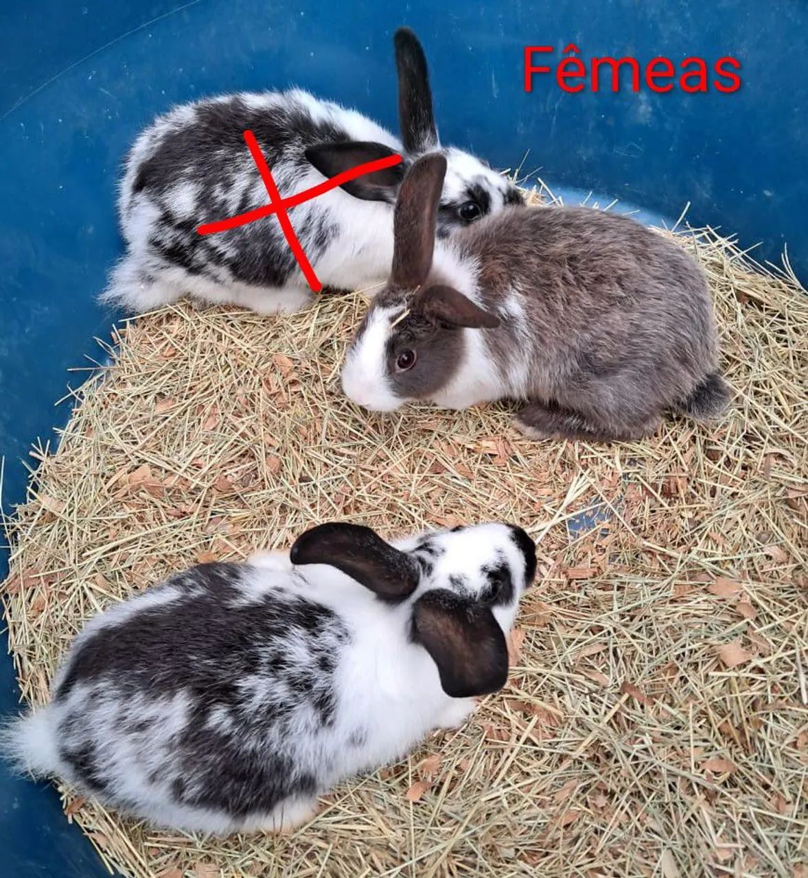 Coelhos  - Foto 3