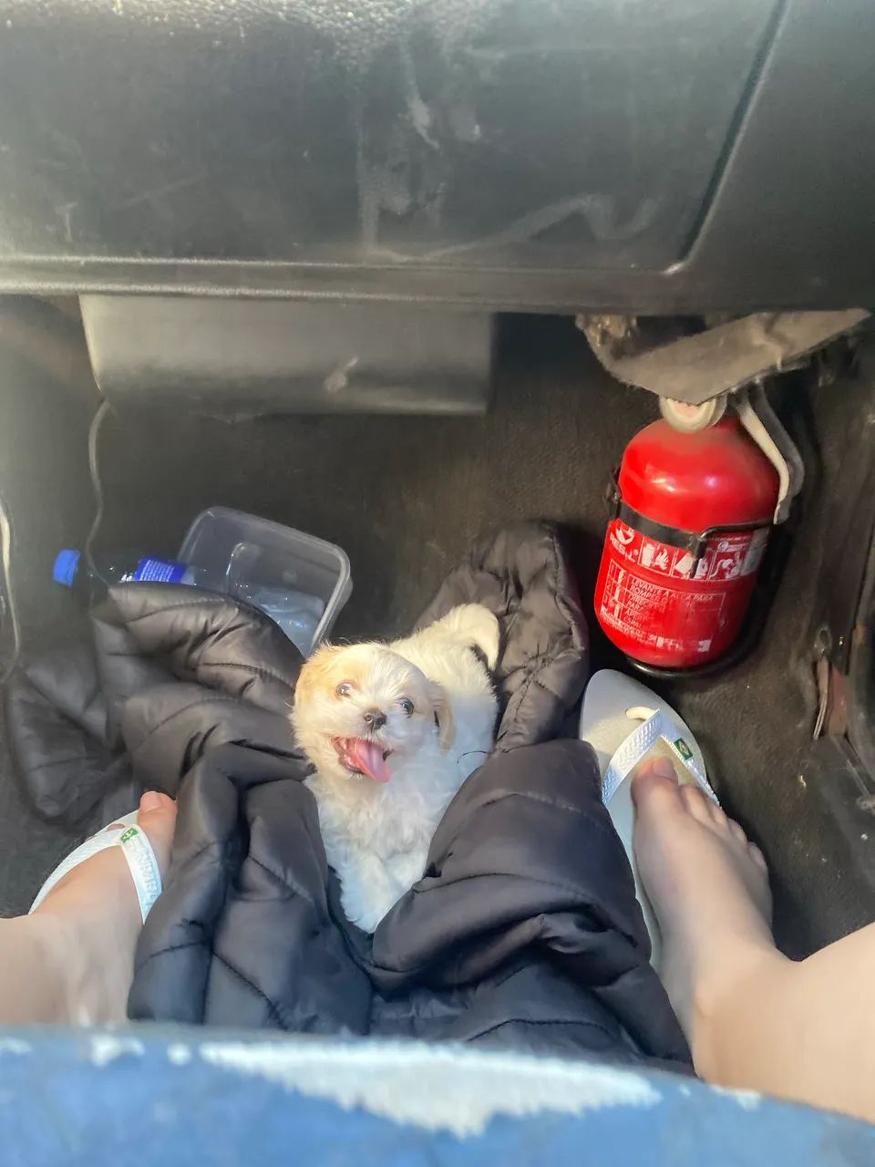 VENDE-SE Shitzu micro/mini  - Foto 4