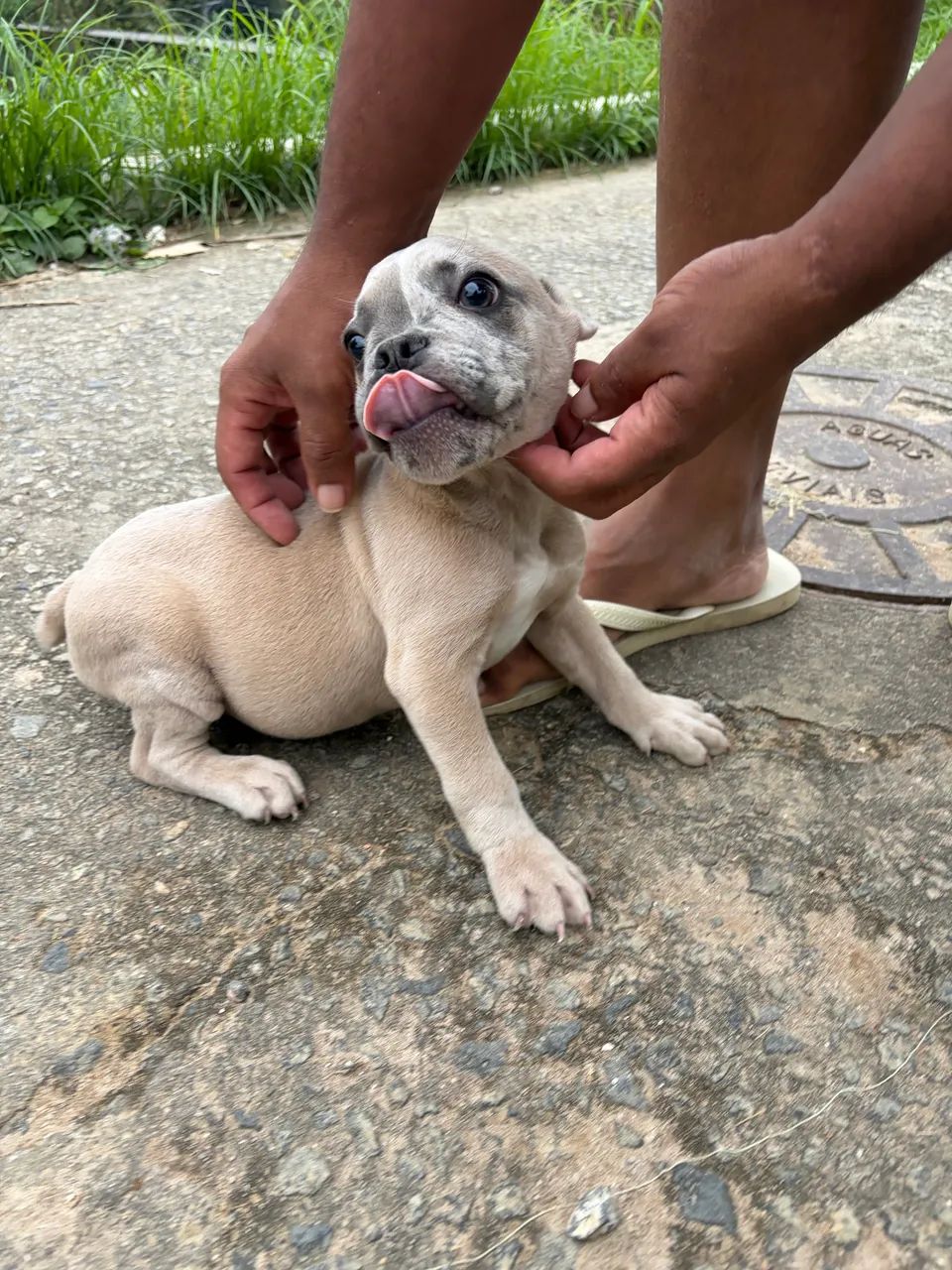 American Bully - Foto 4