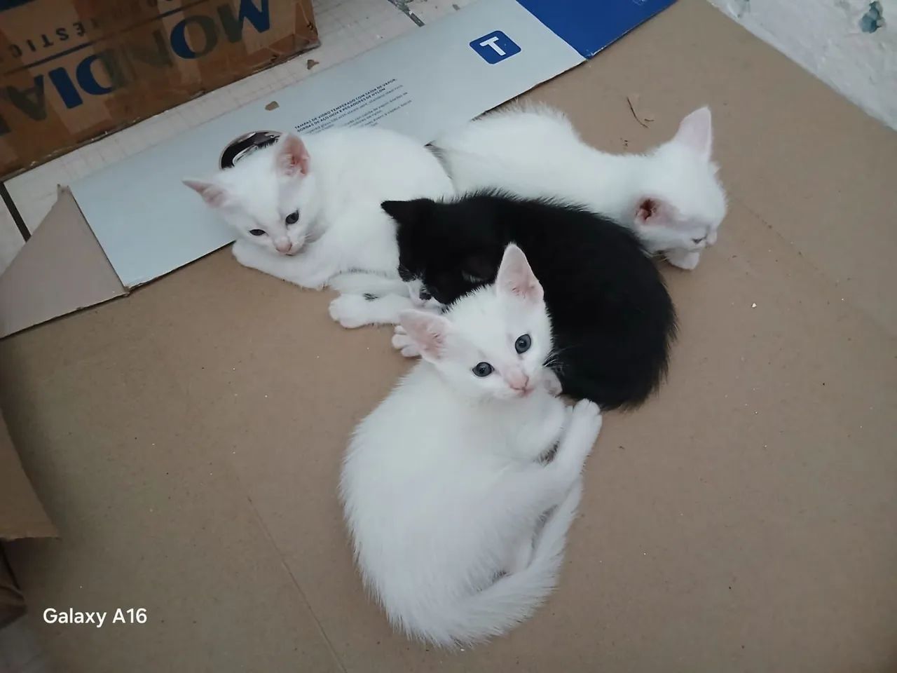 Doação de gatos . - Foto 4