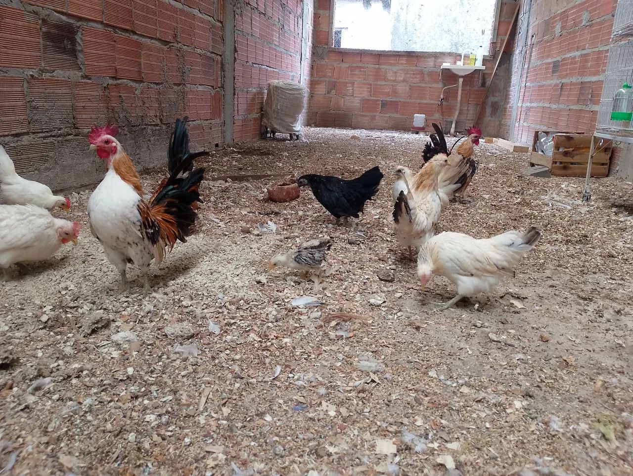 Serama o menor galo do mundo - Foto 3